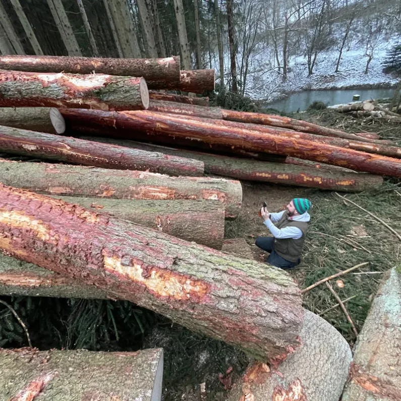Bearbeitung von Fichtenstämmen im Wald